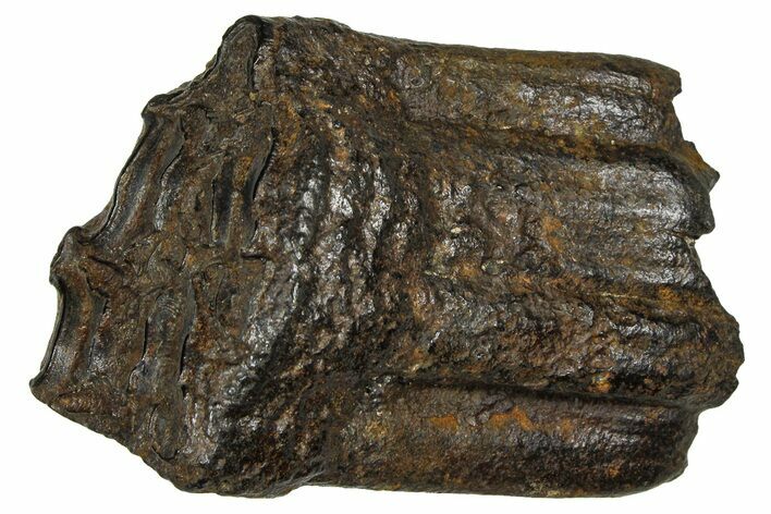 Pleistocene Aged Fossil Horse Tooth - South Carolina #374124